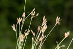 Densetuft hairsedge